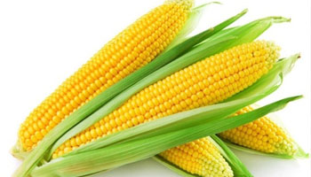 Maize