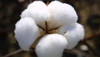 Cotton