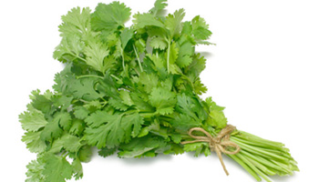 Coriander 