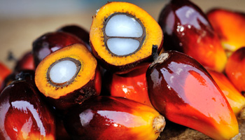 Palm kernel & Palm oil 