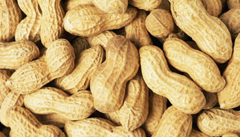 Groundnut